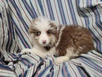 Jackie, a female Australian Shepherd for sale in Westland, MI – Photo 1 of 3