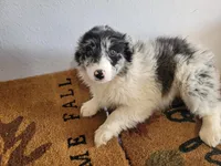 Susie, a female Australian Shepherd for sale in Westland, MI – Photo 2 of 3