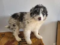 Susie, a female Australian Shepherd for sale in Westland, MI – Photo 1 of 3