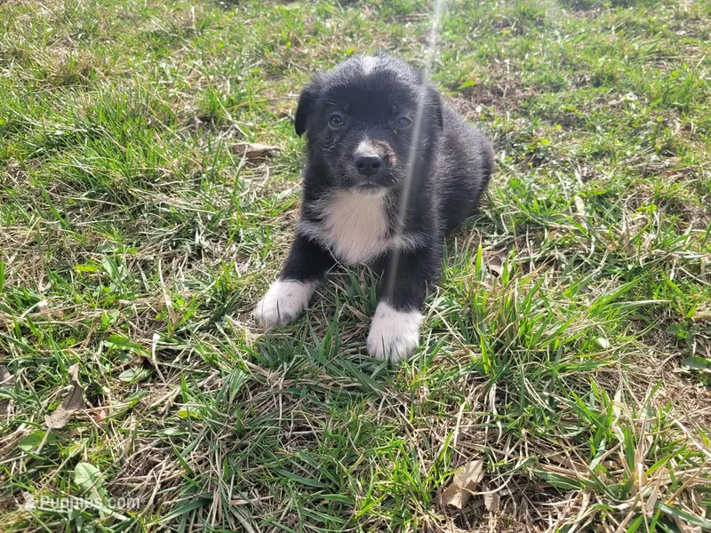 Black  – German Shepherd Dog, Labrador Retriever puppy for sale in Westland, MI