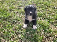 Black , a male German Shepherd Dog and Labrador Retriever for sale in Westland, MI – Photo 3 of 4