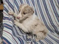 Ash, a male Australian Shepherd for sale in Westland, MI – Photo 1 of 3