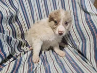 Ash, a male Australian Shepherd for sale in Westland, MI – Photo 3 of 3
