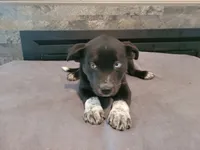 Black , a male Siberian Husky and Labrador Retriever for sale in Westland, MI – 3 of 4