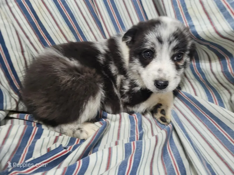 Alex, a male Australian Shepherd for sale in Westland, MI – Photo 1 of 5