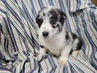 Alex, a male Australian Shepherd for sale in Westland, MI – Photo 2 of 5