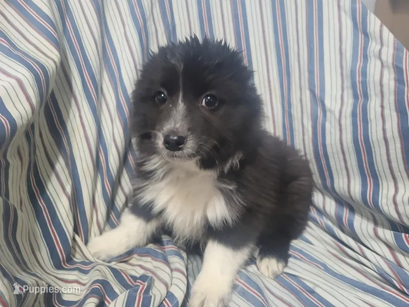 Angie, a female Australian Shepherd for sale in Westland, MI – Photo 1 of 5
