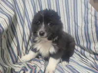 Angie, a female Australian Shepherd for sale in Westland, MI – Photo 1 of 5