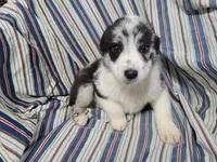 Alex, a male Australian Shepherd for sale in Westland, MI – Photo 4 of 5