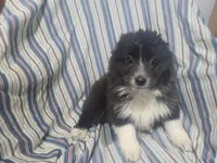 Angie, a female Australian Shepherd for sale in Westland, MI – Photo 5 of 5