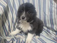 Angie, a female Australian Shepherd for sale in Westland, MI – Photo 3 of 5