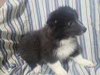 Angie, a female Australian Shepherd for sale in Westland, MI – Photo 2 of 5