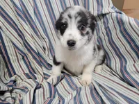 Alex, a male Australian Shepherd for sale in Westland, MI – Photo 3 of 5