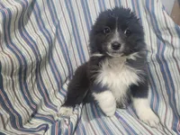 Angie, a female Australian Shepherd for sale in Westland, MI – Photo 4 of 5