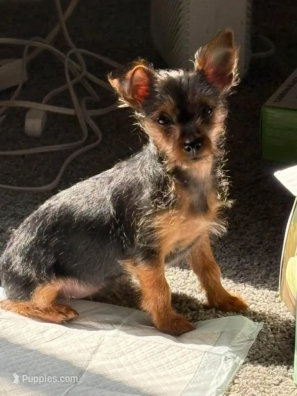 Bella – Shih Tzu puppy for sale in Baltimore, MD