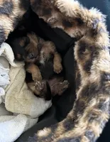 Bella, a female Shih Tzu for sale in Baltimore, MD – Photo 3 of 5