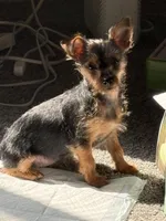 Bella, a female Shih Tzu for sale in Baltimore, MD – Photo 2 of 5