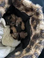 Bella, a female Shih Tzu for sale in Baltimore, MD – Photo 5 of 5