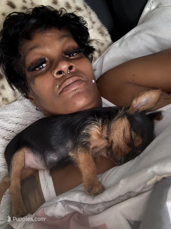 Bella – Shih Tzu puppy for sale in Baltimore, MD