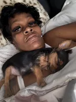 Bella, a female Shih Tzu for sale in Baltimore, MD – Photo 1 of 5