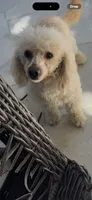 Adobo, a male Poodle - Toy  for sale in San Antonio, TX – 3 of 3