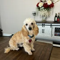 Basil, a male Poodle - Toy  for sale in San Antonio, TX – 1 of 1