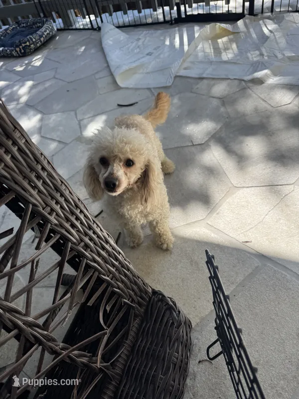 Adobo – Poodle - Toy  puppy for sale in San Antonio, TX