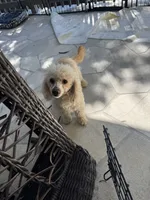 Adobo, a male Poodle - Toy  for sale in San Antonio, TX – 1 of 3