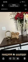Sunny, a male Poodle - Toy  for sale in San Antonio, TX – 3 of 3