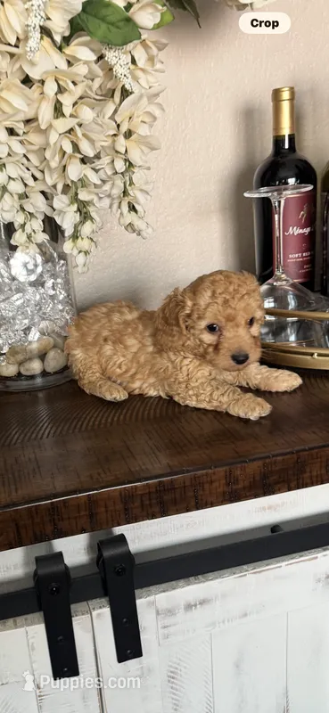 Sunny – Poodle - Toy  puppy for sale in San Antonio, TX