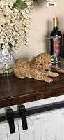 Sunny, a male Poodle - Toy  for sale in San Antonio, TX – 1 of 3