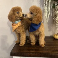 Scarlett, a female Poodle - Toy  for sale in San Antonio, TX – Photo 3 of 3