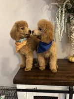 processed/ce33b0a3-9c11-4cd5-926d-7d060f6fc377/listing/85ad0cfc-abac-4a80-9df2-ceff45bcfe5d/21cec66c-bbf3-40de-a67a-6d2beb1b0ebd