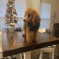 Scarlett, a female Poodle - Toy  for sale in San Antonio, TX – Photo 2 of 3