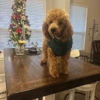 Scarlett, a female Poodle - Toy  for sale in San Antonio, TX – Photo 1 of 3