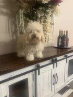 Luna, a female Poodle - Toy  for sale in San Antonio, TX – Photo 3 of 3