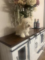 Luna, a female Poodle - Toy  for sale in San Antonio, TX – Photo 2 of 3