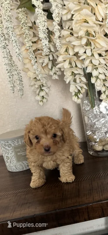 Rocky – Poodle - Toy  puppy for sale in San Antonio, TX