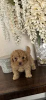 Rocky, a male Poodle - Toy  for sale in San Antonio, TX – 1 of 3