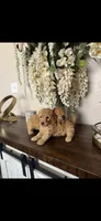 Rocky, a male Poodle - Toy  for sale in San Antonio, TX – 2 of 3