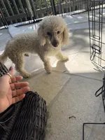 Adobo, a male Poodle - Toy  for sale in San Antonio, TX – 2 of 3