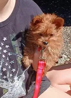 Lola , a female Biewer for sale in New Lothrop, MI – 2 of 10