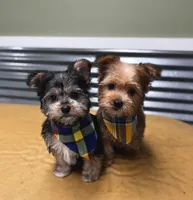 Lola , a female Biewer for sale in New Lothrop, MI – Photo 8 of 8