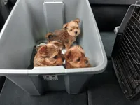 Lola , a female Biewer for sale in New Lothrop, MI – Photo 4 of 8