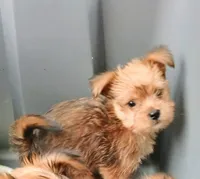 Lola , a female Biewer for sale in New Lothrop, MI – Photo 2 of 8