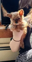 Lola , a female Biewer for sale in New Lothrop, MI – 5 of 10