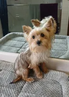 Lola , a female Biewer for sale in New Lothrop, MI – Photo 7 of 8