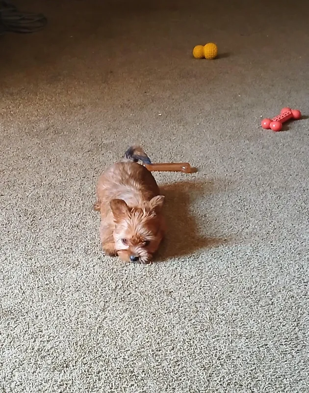 Lola  – Biewer puppy for sale in New Lothrop, MI