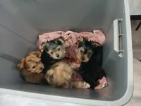 Tiny, a female Yorkshire Terrier for sale in New Lothrop, MI – 5 of 10