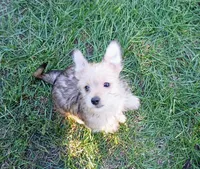 Goldie , a female Yorkshire Terrier for sale in New Lothrop, MI – 1 of 10